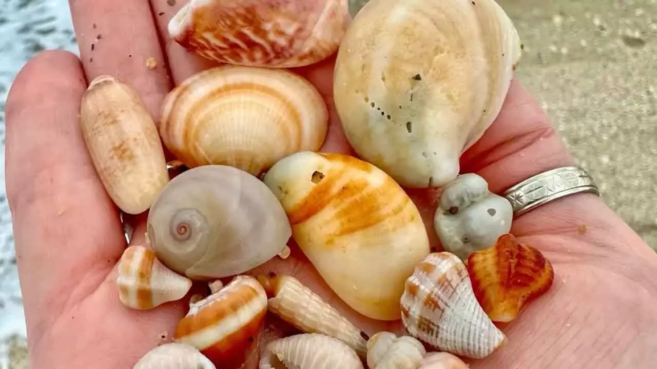 The hidden history inside seashells