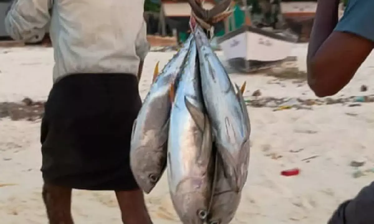 Centre approves `199 cr smart fishing harbour