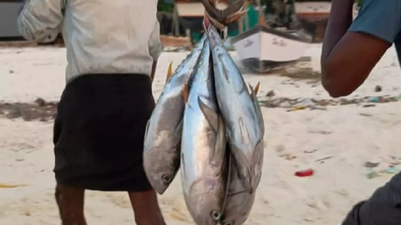 Centre approves `199 cr smart fishing harbour