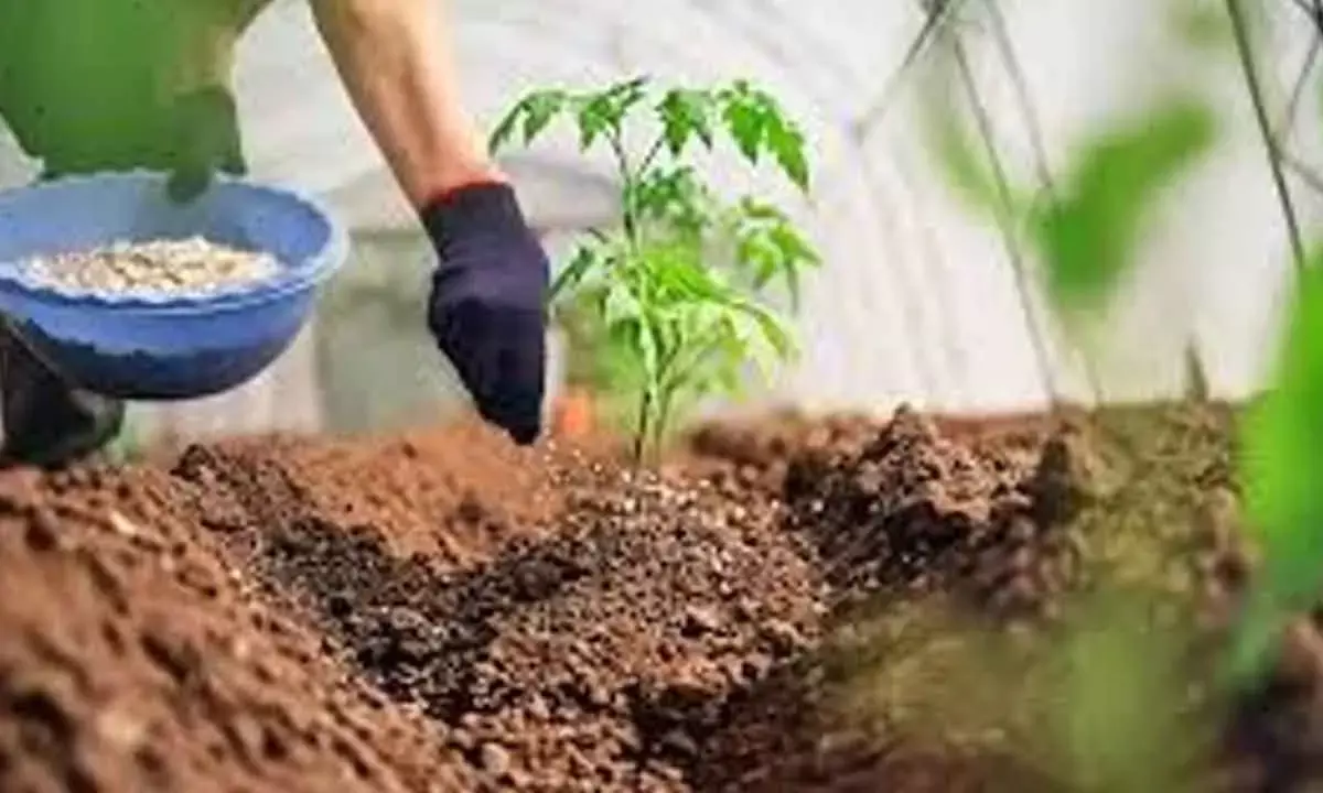 Centre’s fertiliser supply to states reach 530L MTs