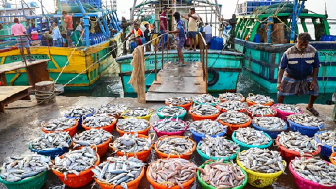 Govt to strengthen fisheries and animal husbandry sectors