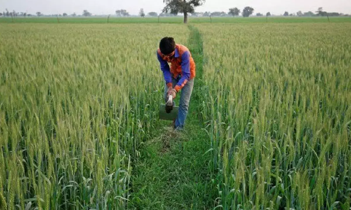 Area sown under rabi rises to 676.84L hectares