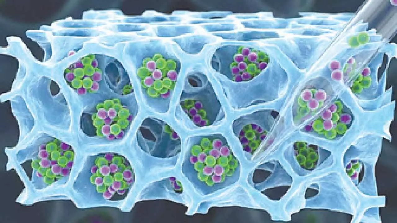 IIT Bombay develops method to recover T-cells for cancer therapies