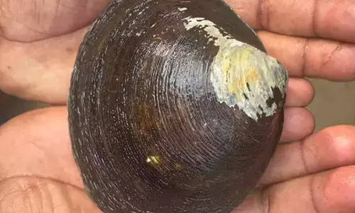 CMFRI breakthrough revives hope for mangrove clam restoration