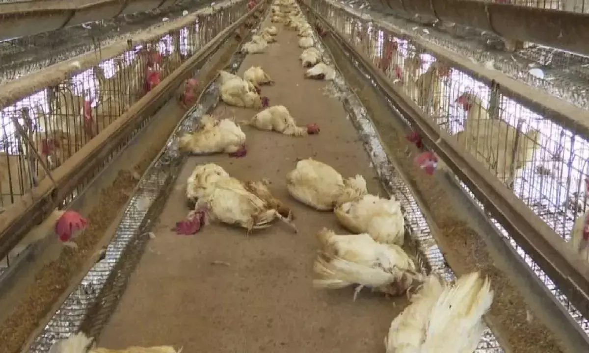 Andhra govt steps up measures after bird flu cases detected in Annamayya