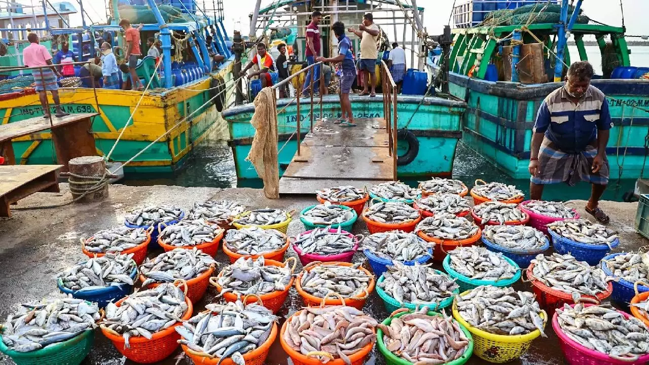 India’s fish production doubles in a decade, hits record 197L tons