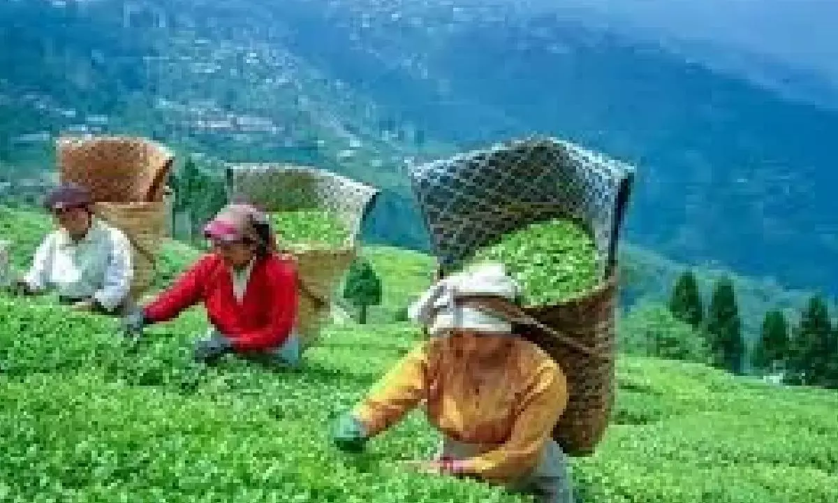 Tea industry seeks govt support amid rising costs & labour shortage