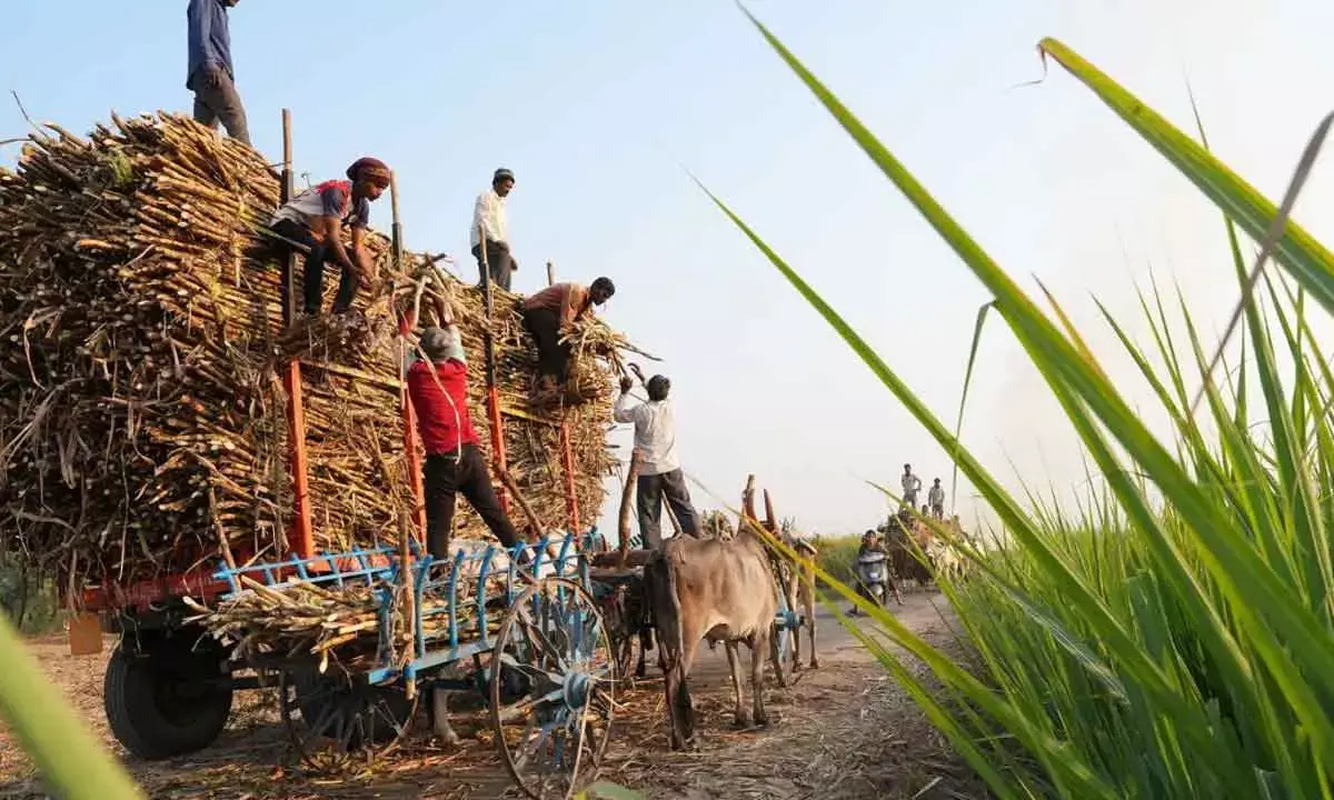 AI changing farming scenario; Cows wear smart belts: Maha official