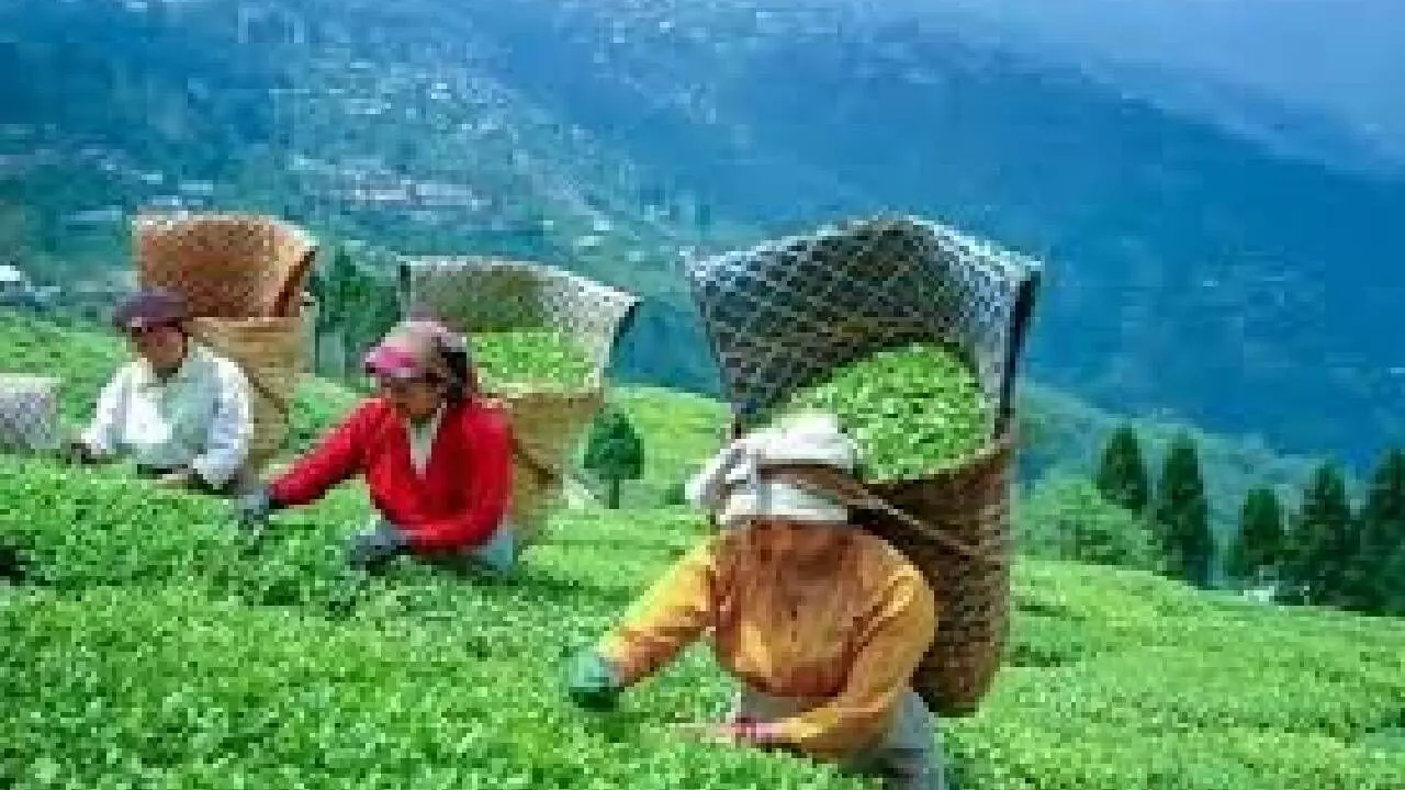 Tea industry seeks govt support amid rising costs & labour shortage
