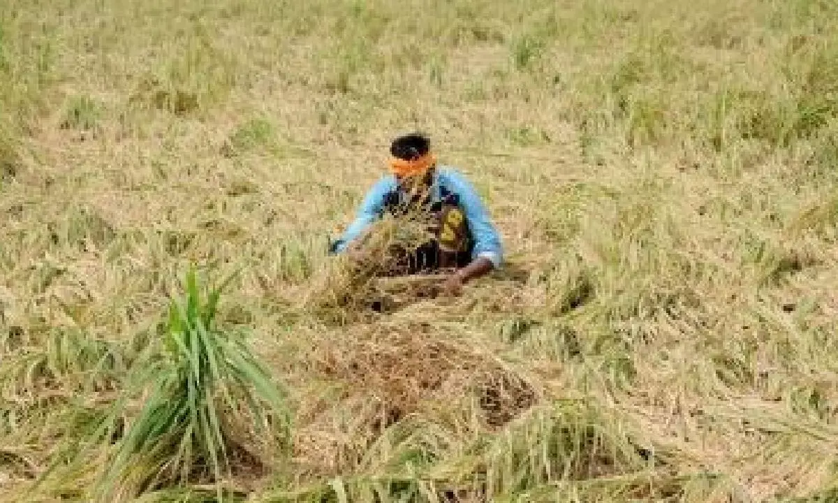 India eyes 18,000 MW power potential in agri residues