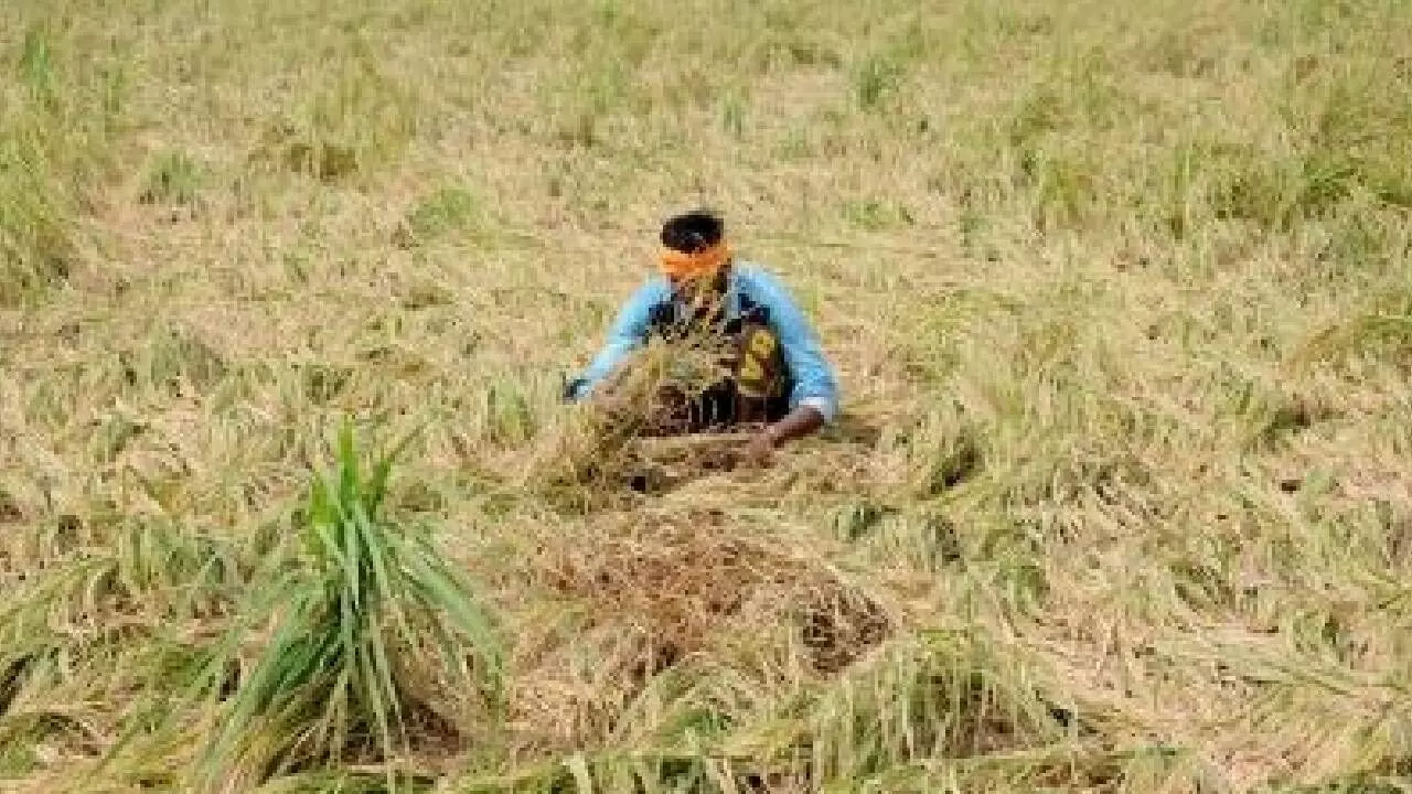 India eyes 18,000 MW power potential in agri residues India eyes 18,000 MW power potential in agri residues