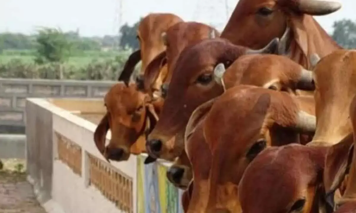 How cow-based enterprises are turning rural assets into revenue
