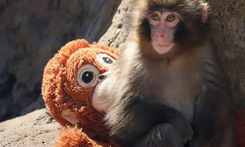 Why the Baby Monkey Named ‘Punch’ Was Rejected by His Mother — Experts Explain the Importance of the Stuffed Toy Why the Baby Monkey Named ‘Punch’ Was Rejected by His Mother — Experts Explain the Importance of the Stuffed Toy