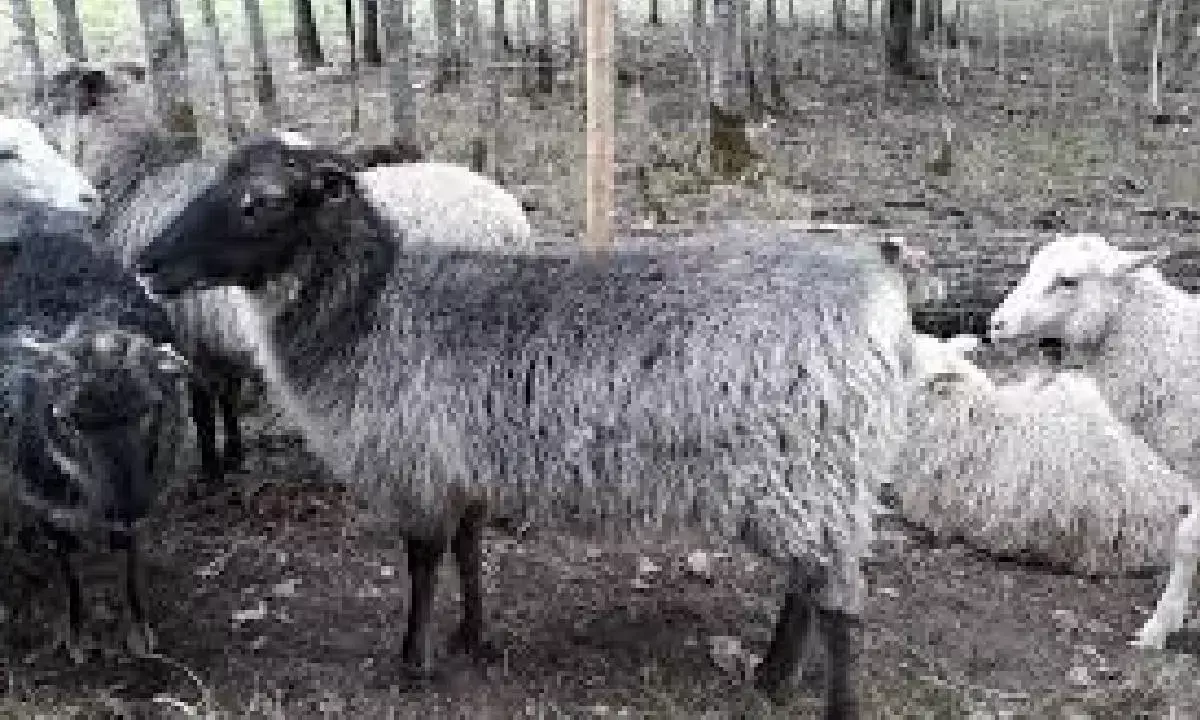 J&K to import 4 elite foreign breeds of sheep and goat