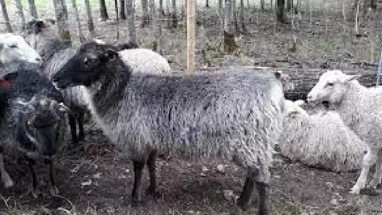 J&K to import 4 elite foreign breeds of sheep and goat J&K to import 4 elite foreign breeds of sheep and goat