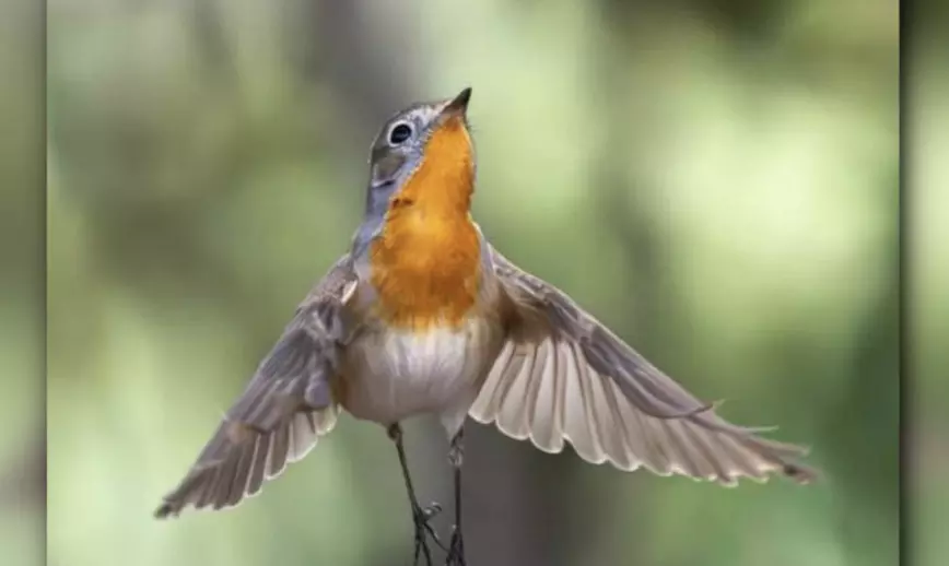 Red-breasted Flycatcher returns to Hyderabad’s Ameenpur lake Red-breasted Flycatcher returns to Hyderabad’s Ameenpur lake
