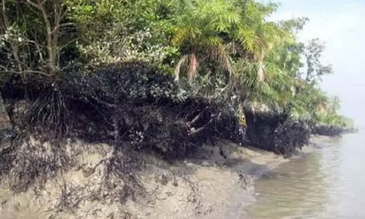 TN to map blue carbon ecosystems using drones, AI