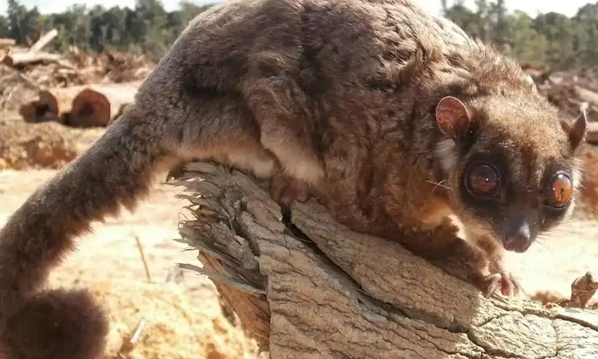 Scientists identify rare new mammal genus ‘Tous’ in Papua New Guinea