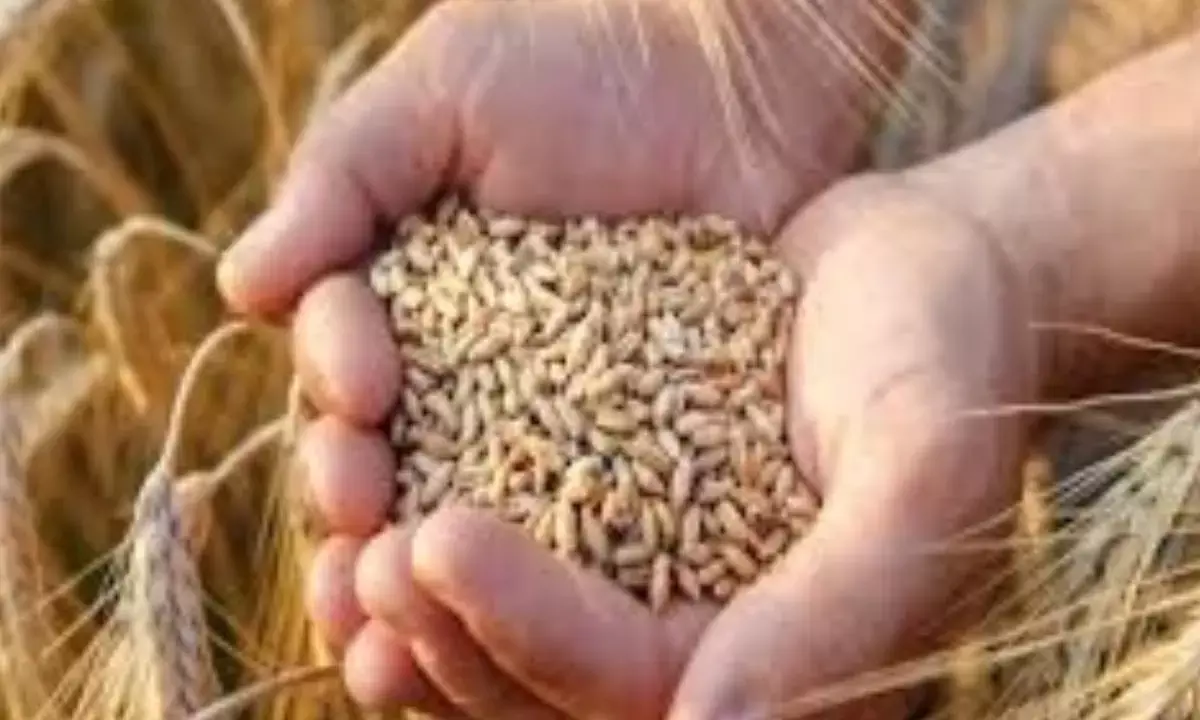 Govt sets wheat procurement target at 30.3 MTs for 2026-27