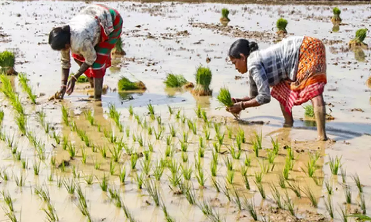 Over 7.72 cr Kisan Credit Cards active in India