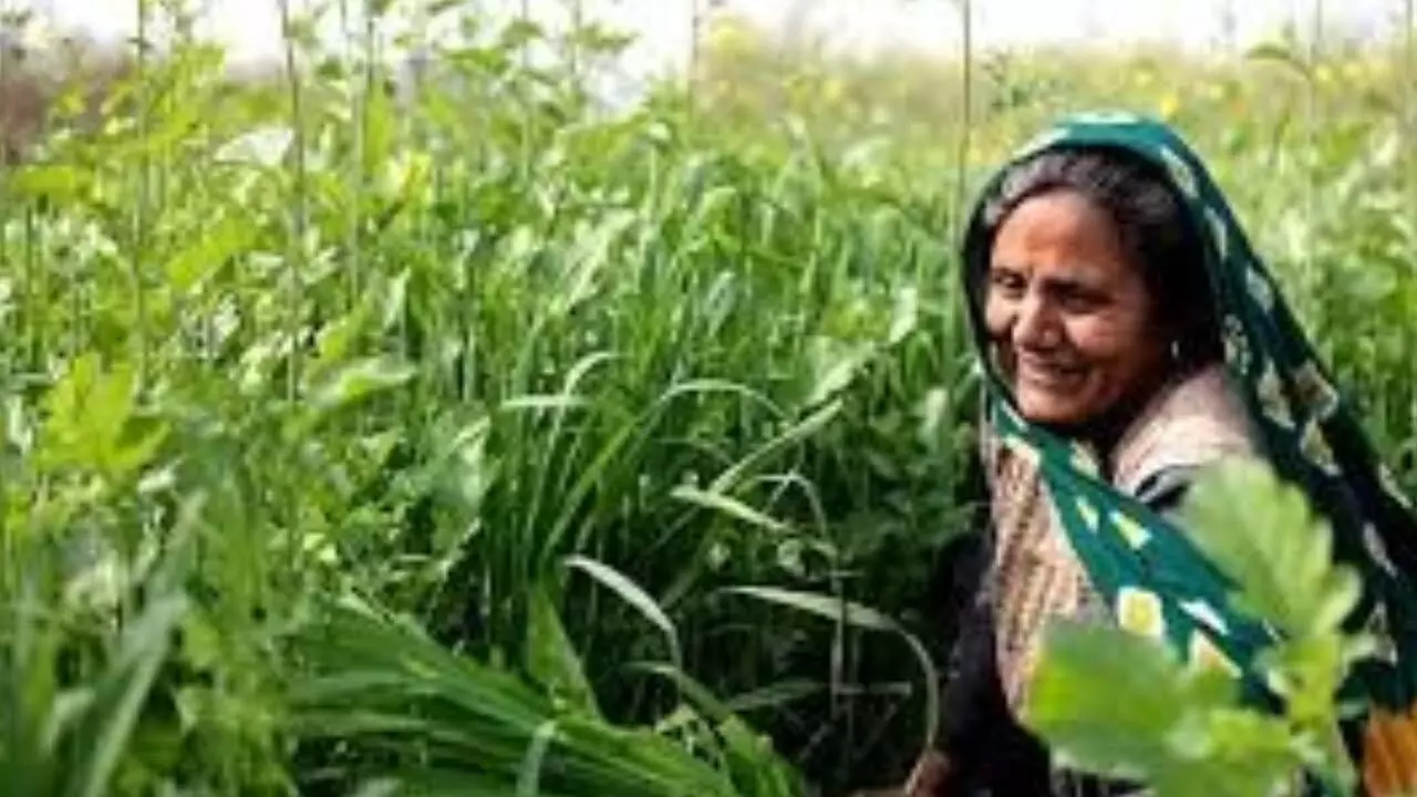 Women in agri-food sector should get greater role: Prez Murmu