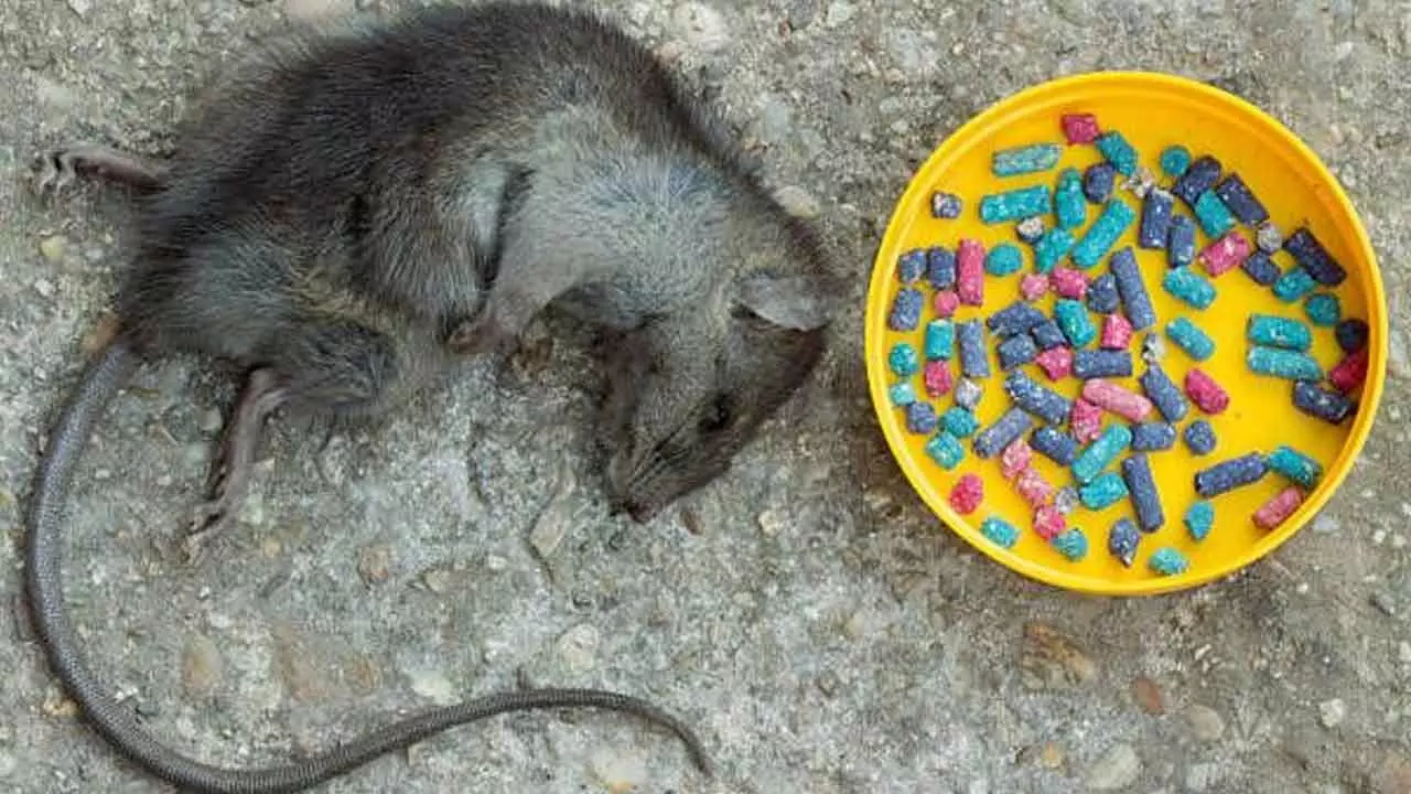 Ban on dangerous rodent poisons offers lifeline to native animals Ban on dangerous rodent poisons offers lifeline to native animals