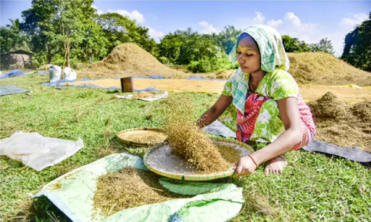 India’s basmati rice exports likely to remain steady despite Iran war