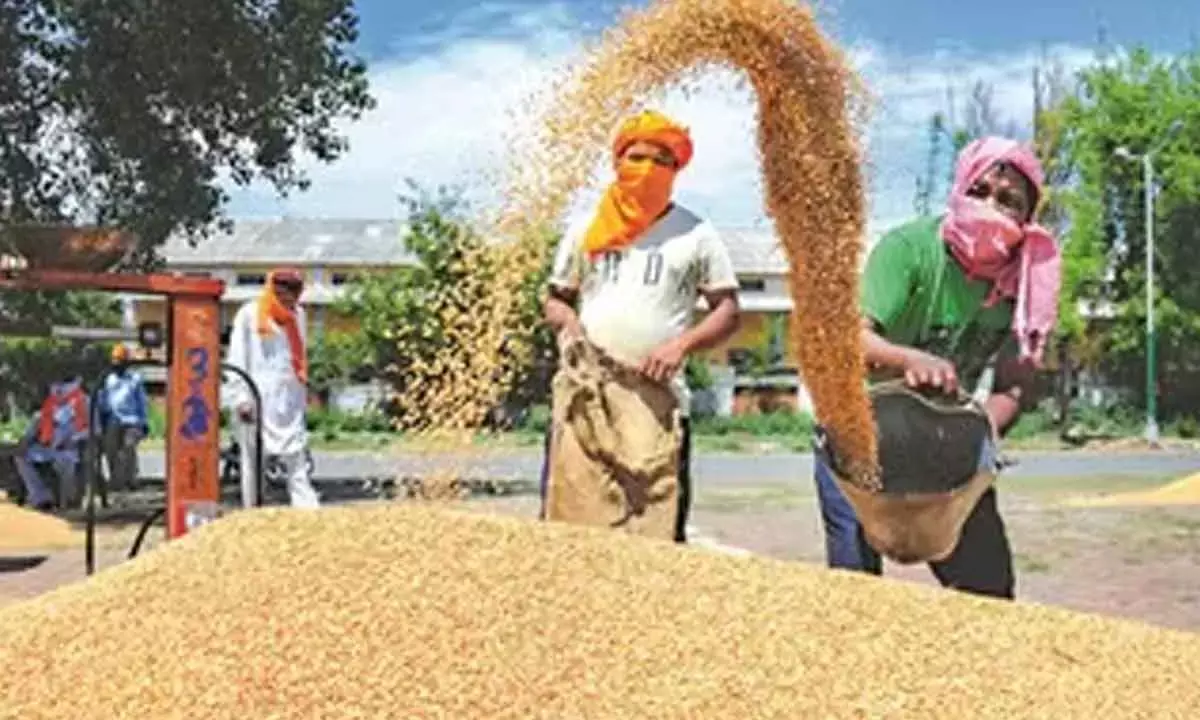 Rajasthans rabi procurement