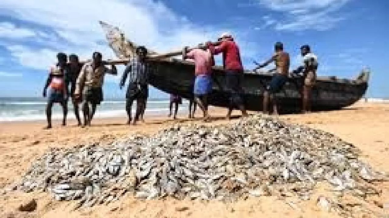 India’s annual fish production doubles in last 10 years